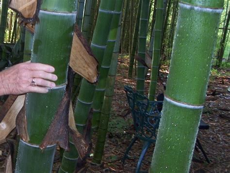 Sementes De Bambu Mosso Gigante Frete Gr Tis R Em Mercado