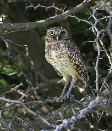 Shoco Burrowing Owl Athene Cunicularia Aruba Oct Flickr