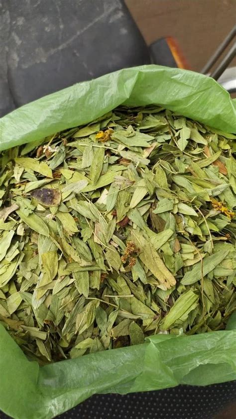 Green Dry Senna Leaves Grade Medicine Grade Packaging Size Kg At