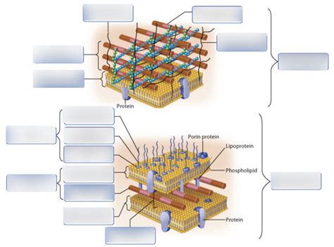 Gram Negative And Gram Positive Structures Diagram Quizlet