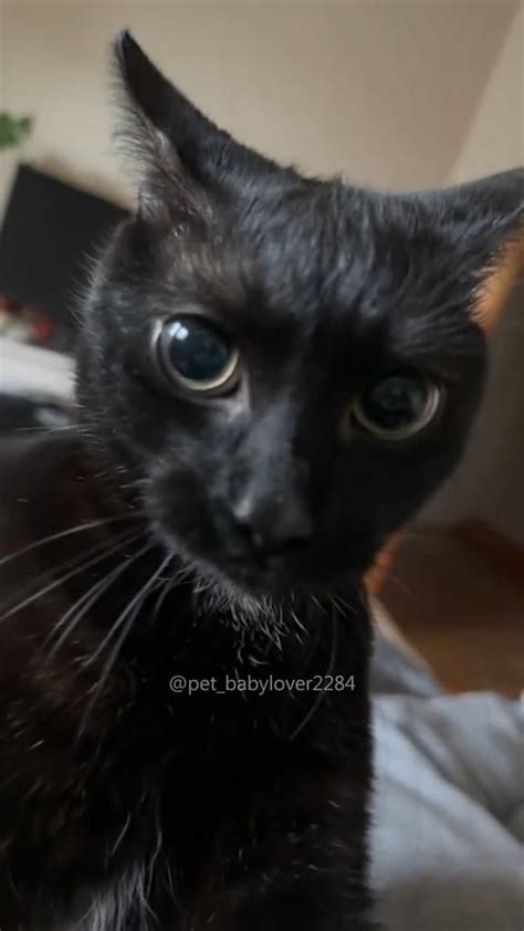 Funny Black Cat Videos Video By Petbabylover2284 On Tiktok In 2024