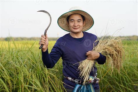 Asian male farmer wear hat, holds sickle and harvested rice plants at paddy field. Concept ...