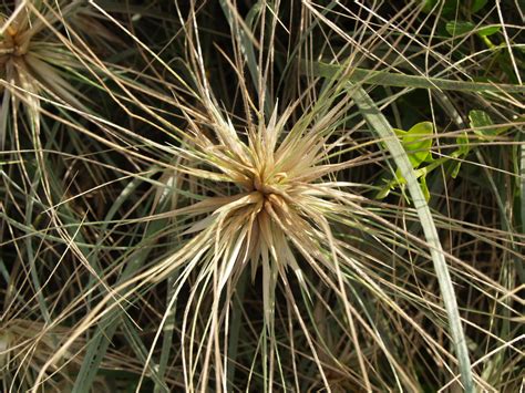 Florez Nursery: Spinifex sericeus, Beach Spinifex