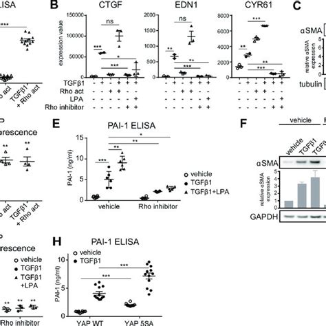 Schematic representation of the proposed mechanism. TGFβ1 leads to ... 