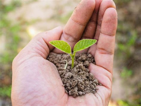 The Hands With Nature Plant Tree Free Stock Photo Public Domain Pictures