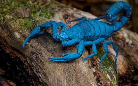 Blue Scorpion Wallpapers - Wallpaper Cave