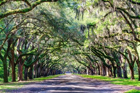 Lyle Dorman - Wormsloe Plantation