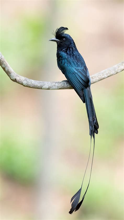 Greater Racket Tailed Drongo Dicrurus Paradiseus Colorful Birds