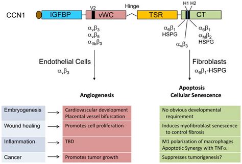 CCN1 CYR61 The Very Model Of A Modern Matricellular Protein