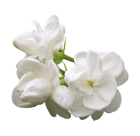 Essential Oil Jasmine Absolute Jasminum Grandiflorum Aromes