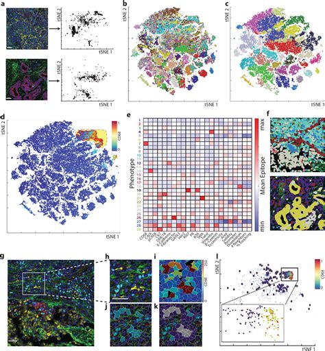 Figure From Systematic Analysis Of Cell Phenotypes And Cellular