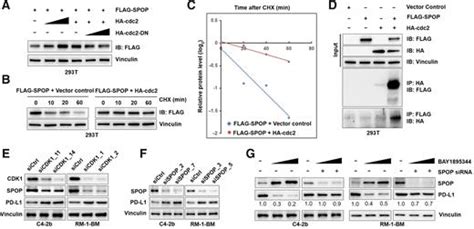 Atr Inhibition Induces Cdk1spop Signaling And Enhances Antipd L1