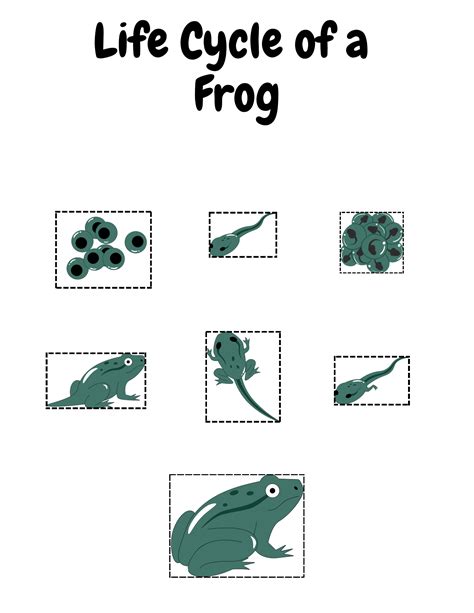 Frog Life Cycle – Little Scholars Workshop
