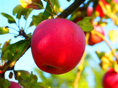 Apfel Apfelbaum Obst Kostenloses Foto Auf Pixabay Pixabay