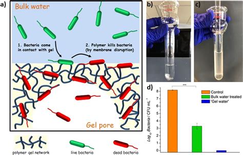 Antibacterial Mechanism Of Macroporous Antimicrobial Polymeric Gel