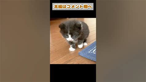 子猫がお手本のようなよちよち歩きを披露してくれました Shorts Youtube