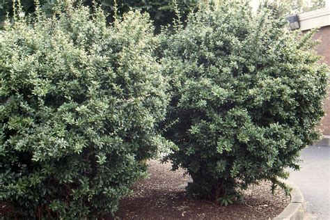 Berberis julianae | Landscape Plants | Oregon State University