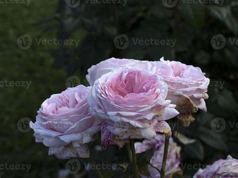 Rare rose flower at cultivation garden species 11970053 Stock Photo at ...