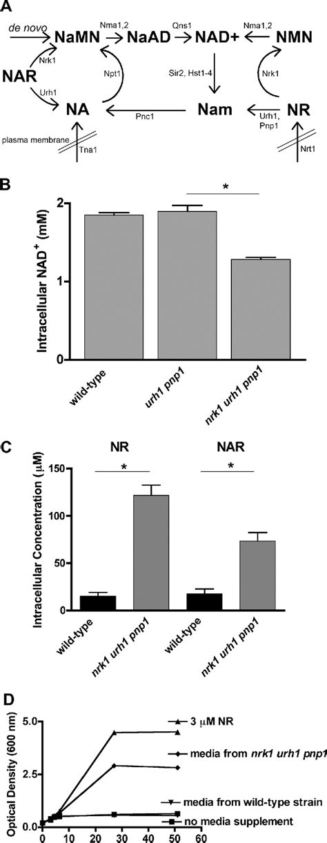 Figure 1 From Identification Of Isn1 And Sdt1 As Glucose And Vitamin