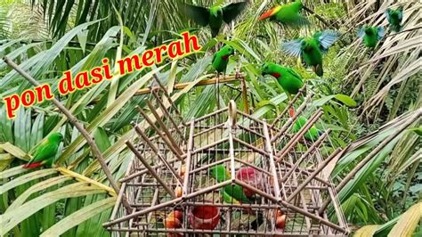 POIN BURUNG SERINDIT DASI MERAH DI SANGKAR PIKAT BIRD TRAP YouTube