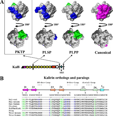 Figure From Regulation Of Rhogef Activity By Intramolecular And