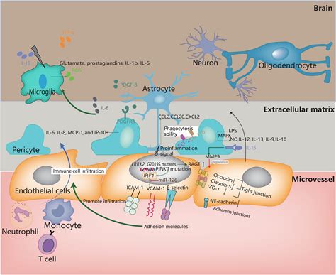 The Link Between Neuroinflammation And The Neurovascular Unit In