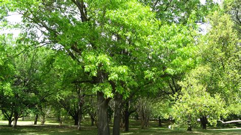 green tree sedona 4