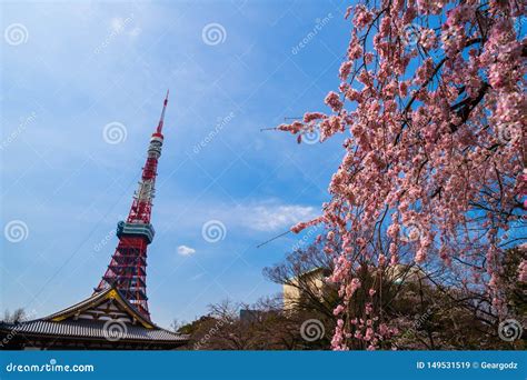 Torre Do T Quio Flor De Cerejeira Da Mola Imagem De Stock Imagem