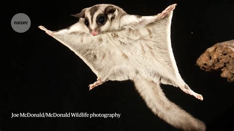 How Gliding Mammals Developed The Flaps For Flight