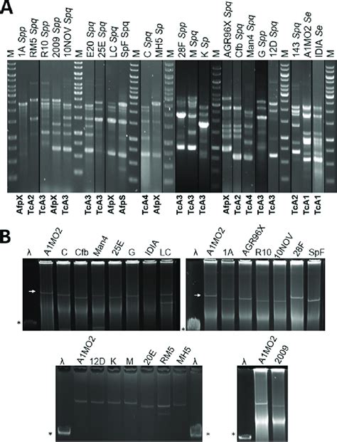 A Cropped BOX PCR DNA Fingerprint Profiles Of Selected Isolates