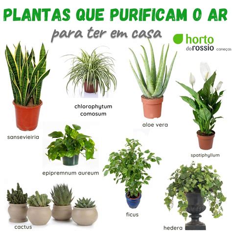 Planta Que Purifica O Ar