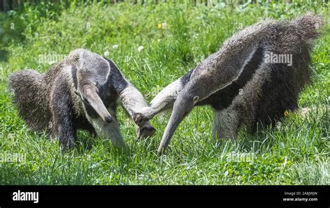 Giant Anteater, animals fighting Stock Photo - Alamy