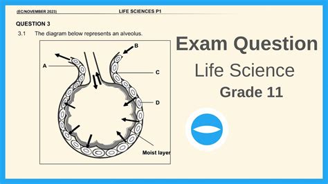 Exam Questions Gaseous Exchange Grade Life Sciences Youtube