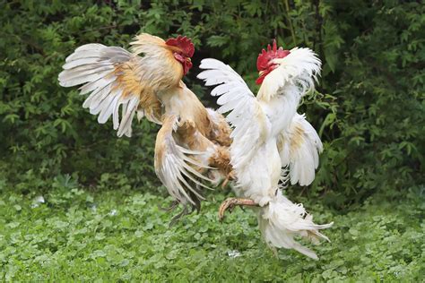 7 Reasons Why You Should NOT Have a Rooster! - The Organic Goat Lady