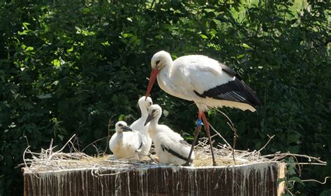 The rewilding study working to reintroduce the white stork London