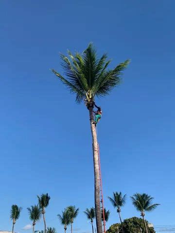 Limpeza De Coqueiro No Brasil