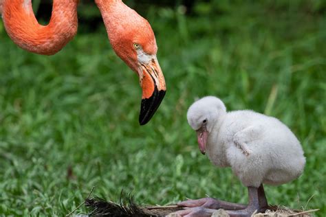 Flamingos Produce Milk? Yep, And This Is How & Why