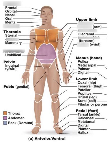 Anterior Body Landmarks Diagram Quizlet