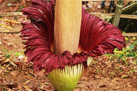 Titan Arum Flower