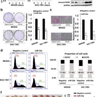 Mir A Is A Tumor Suppressive Mirna A Overexpressed Mir A Impaired