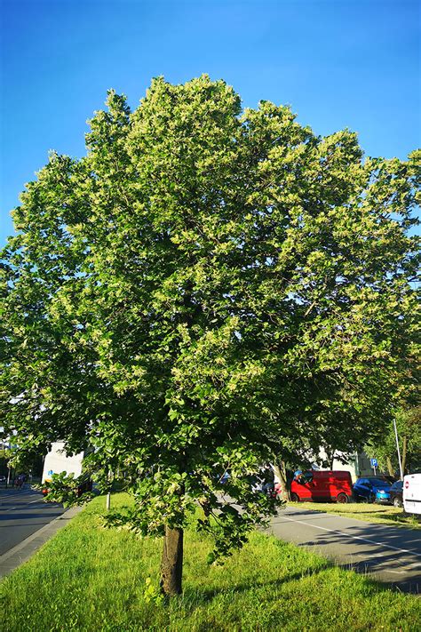 Lipa Drobnolistna Tilia Cordata Duże Drzewa Galeriaogrodowapl