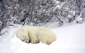 Do Polar Bears Hibernate? - Polar Bear Hibernation • Polar Bear Facts