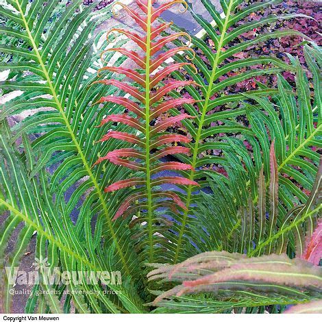 Blechnum brasiliense 'Volcano' | Van Meuwen