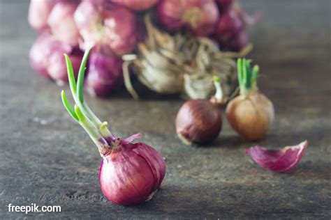 Cara Berkembang Biak Bawang Merah Bawangmerah Id