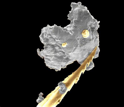 Honey Bee Stinger Photograph by Dr Clifford Barnes, University Of Ulster