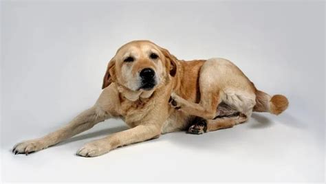 Contact Dermatitis In Dogs: Symptoms, Causes, & Treatments - DogTime