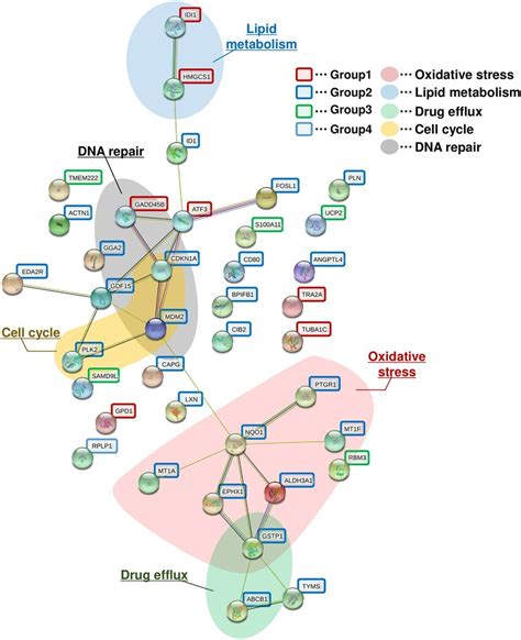 Functional Protein Association Networks Established By String