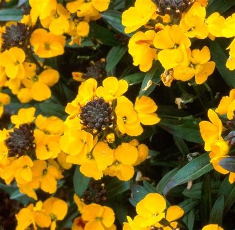 Erysimum Walberton S Fragrant Sunshine Wallflower Walberton S