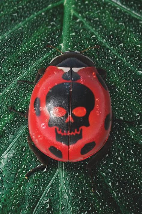 Poisonous Ladybug Canvas Wall Art by Shaun Ryken | iCanvas