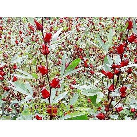 Amazon HIBISCUS SABDARIFFA 2 Set 50 Jamaican Sorrel Seeds